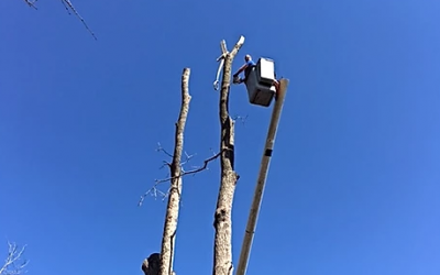 Tree Service - Tree Removal